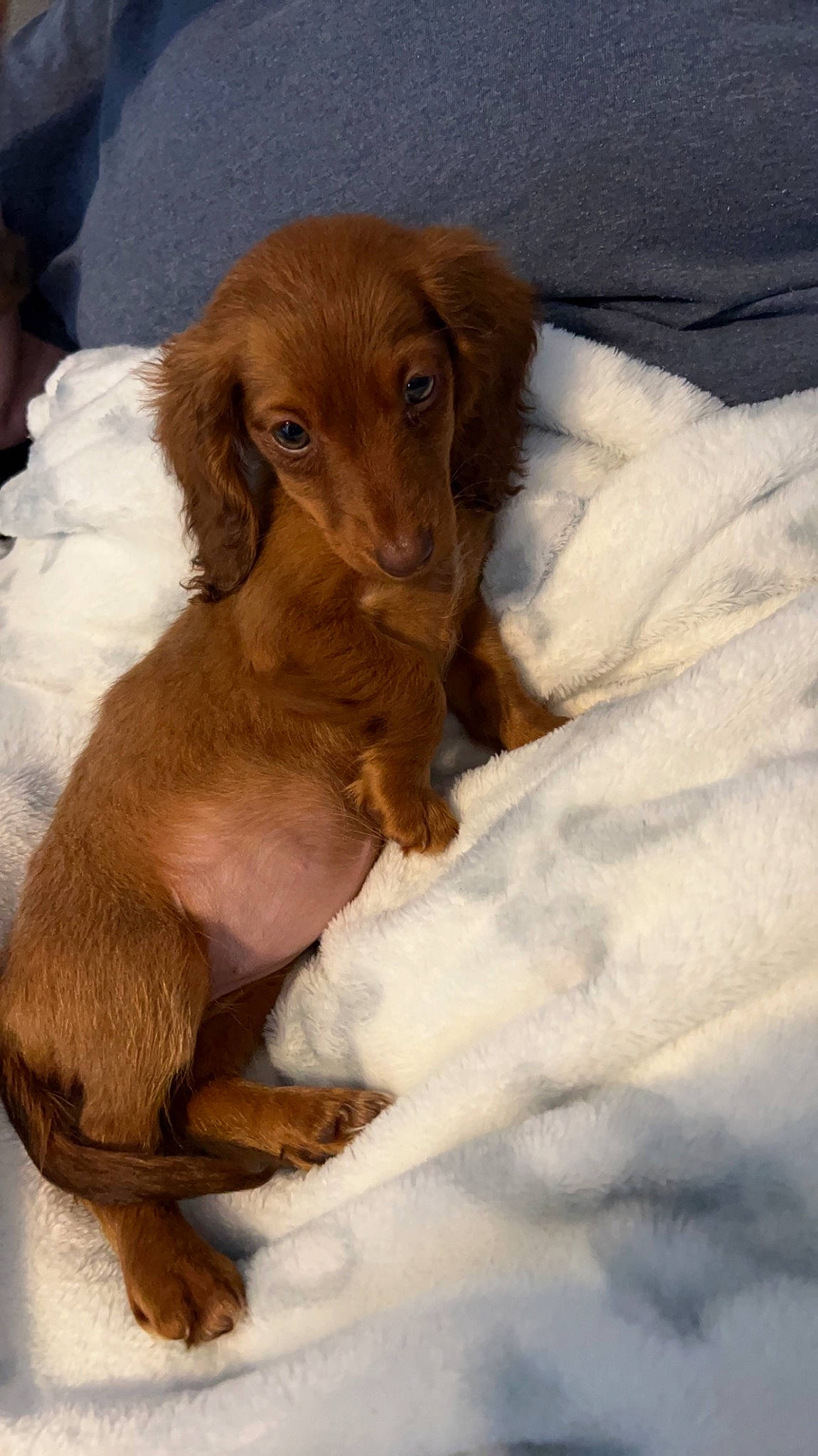 Georgie is registered to the contest to win money with this photo: canidae, carnivore, companion_dog, dog, dog_breed, ear, fawn, fur, gun_dog, liver, snout, sporting_group, terrestrial_animal, whiskers, working_animal