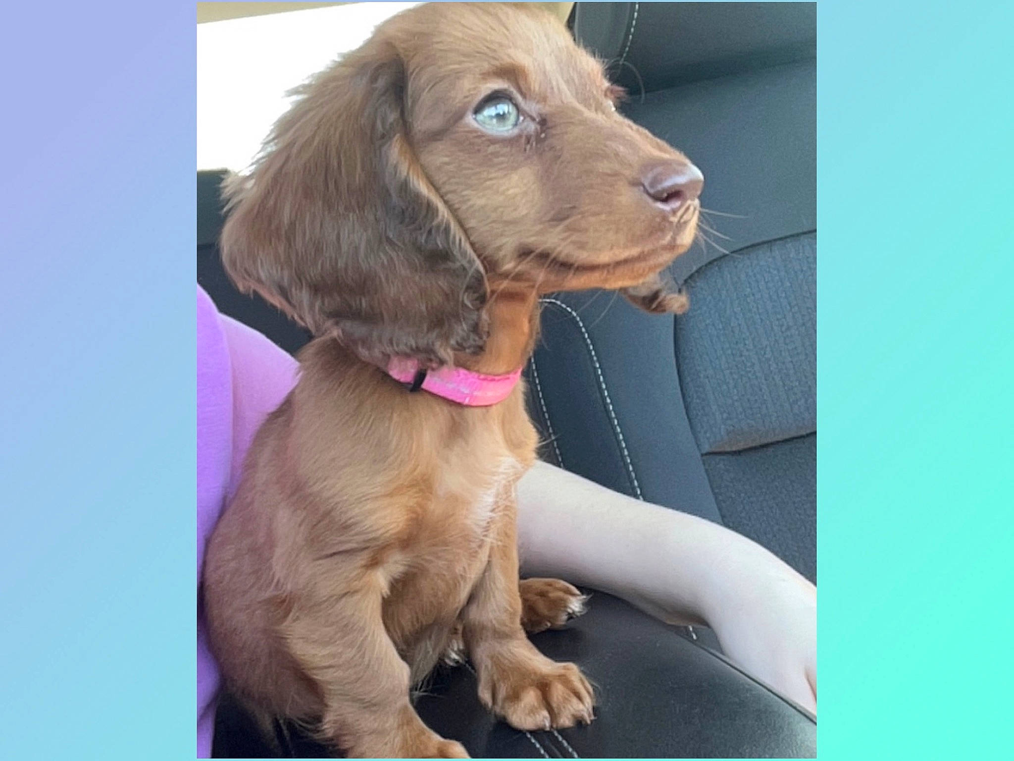 Georgie joined the competition — help win amazing prizes! canidae, carnivore, collar, companion_dog, dog, dog_breed, dog_collar, fur, gun_dog, hunting_dog, liver, pet_supply, puppy, whiskers, working_animal