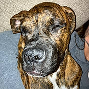Tommy joined the competition — help win amazing prizes! animal, brindle, canine, close_up, companion, couch, dog, domestic, ears, face, fur, human, indoor, nose, pet, portrait, relaxed, resting, sleepy, snout