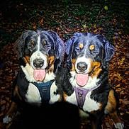 Xéna Et Viking a rejoint le concours — aidez-le/la à gagner de superbes lots ! dog, bernese_mountain_dog, animal, pets, forest, leaves, outdoor, night, tongue_out, two_dogs, happy, sitting, fur, canine, nature, dark, trees, mammal, companions, flash_photo