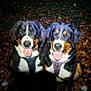 dog, bernese_mountain_dog, animal, pets, forest, leaves, outdoor, night, tongue_out, two_dogs, happy, sitting, fur, canine, nature, dark, trees, mammal, companions, flash_photo