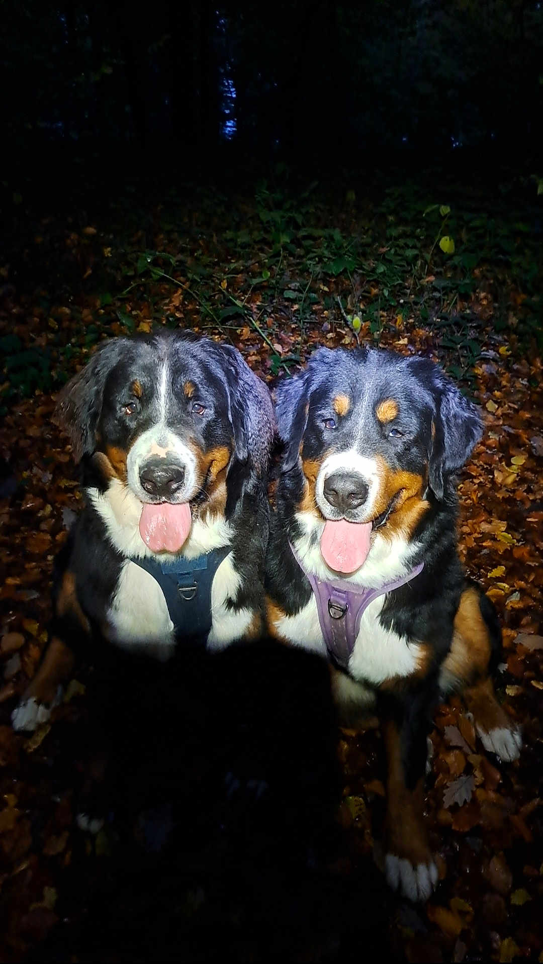 Xéna Et Viking a rejoint le concours — aidez-le/la à gagner de superbes lots ! dog, bernese_mountain_dog, animal, pets, forest, leaves, outdoor, night, tongue_out, two_dogs, happy, sitting, fur, canine, nature, dark, trees, mammal, companions, flash_photo