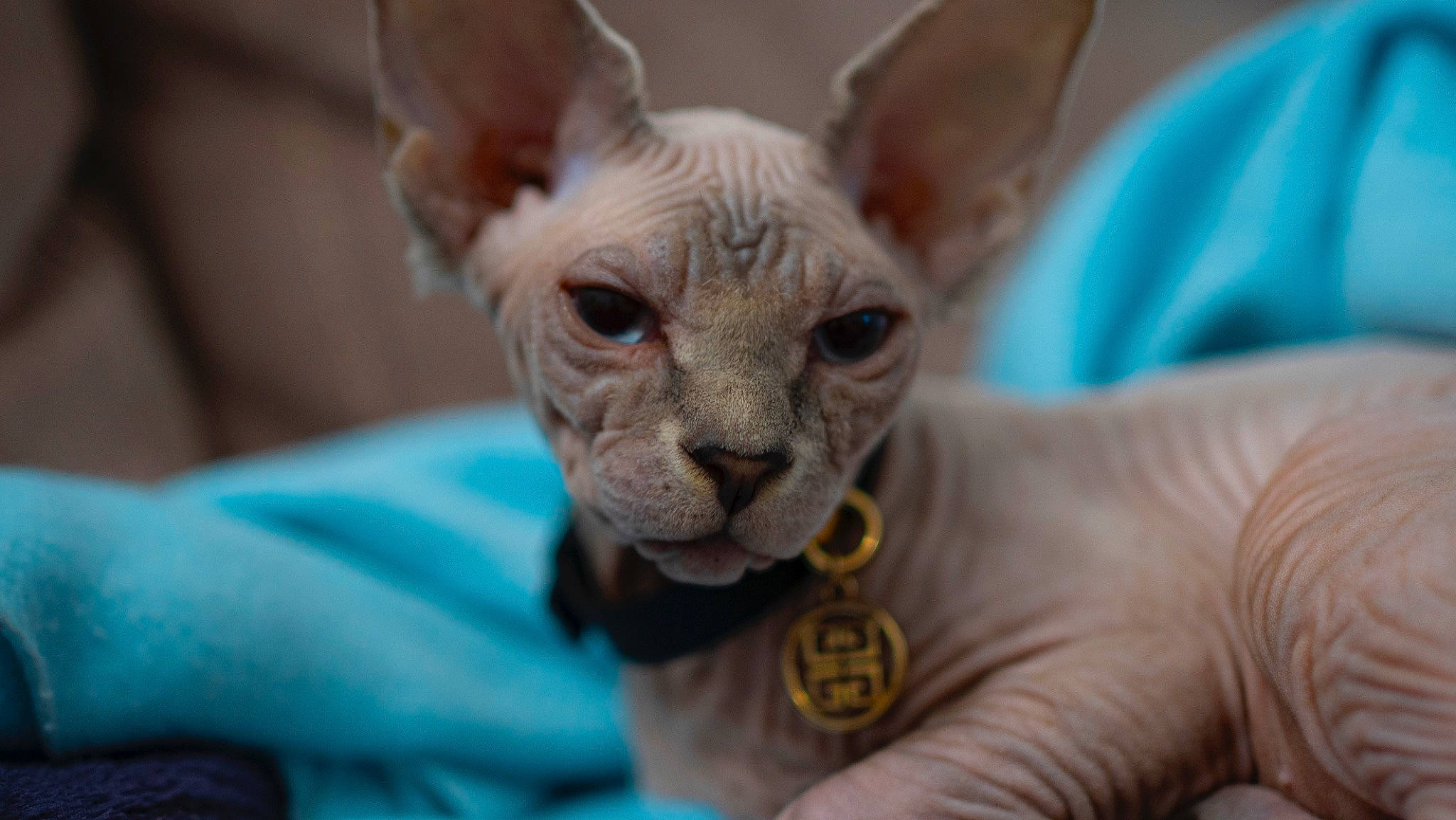 Beerus participe au concours pour gagner de l'argent avec cette photo : carnivore, cat, close_up, donskoy, ear, electric_blue, fawn, felidae, fur, peterbald, rex_cat, small_to_medium_sized_cats, snout, sphynx, terrestrial_animal, toy_dog, ukrainian_levkoy, whiskers, wildlife, wrinkle