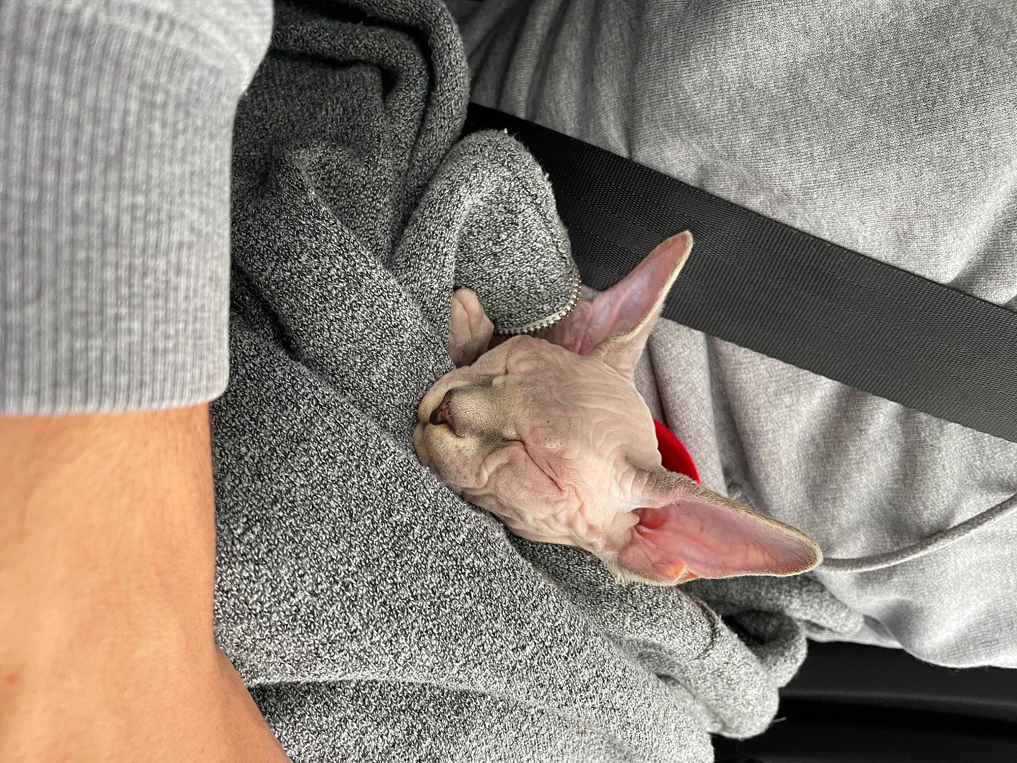 Beerus participe au concours pour gagner de l'argent avec cette photo : carnivore, cat, comfort, dog_breed, fawn, felidae, finger, gesture, grey, hand, human_leg, linens, nail, sleeve, small_to_medium_sized_cats, snout, textile, thigh, whiskers, wrinkle