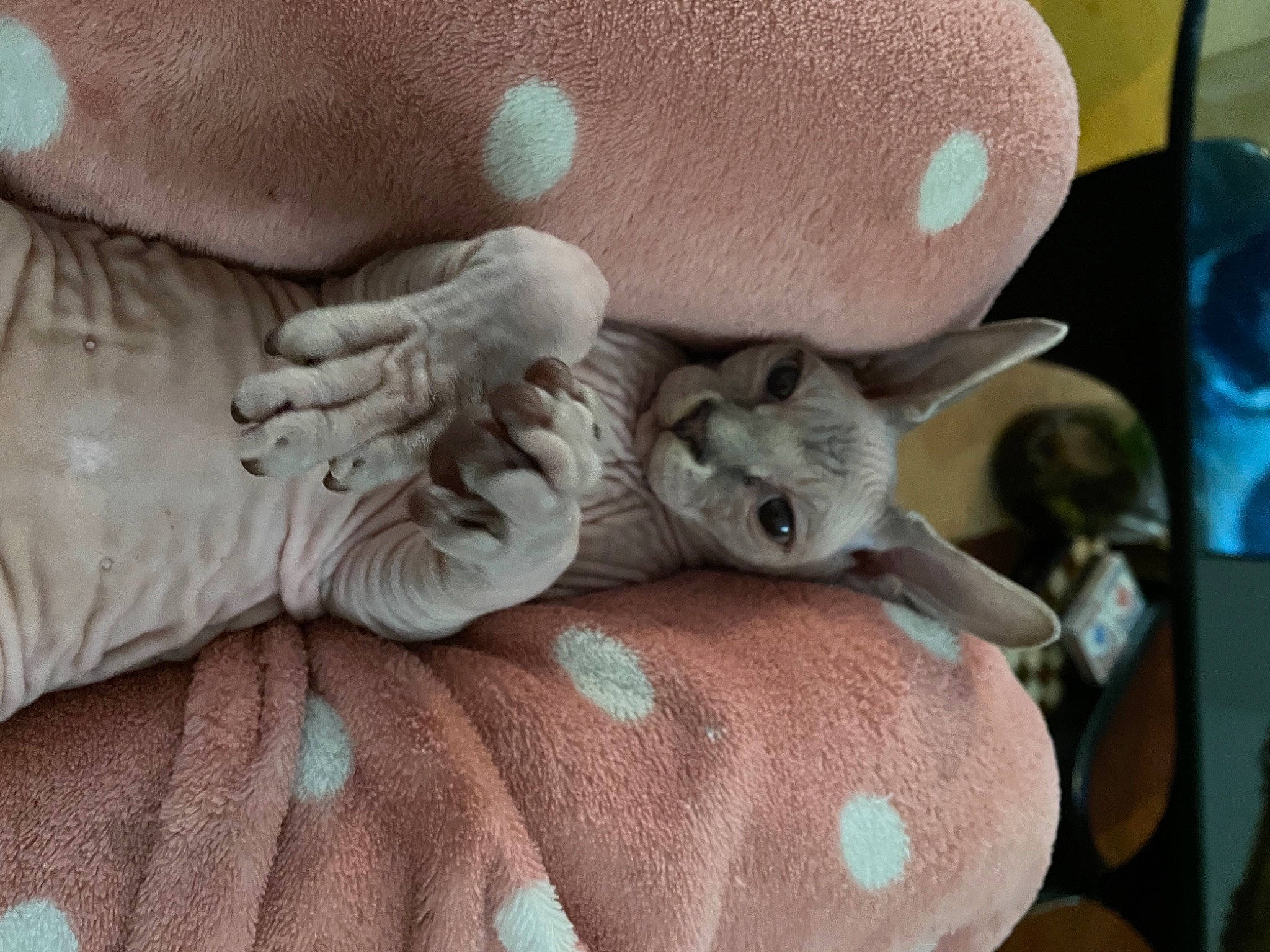 Beerus a rejoint le concours — aidez-le/la à gagner de superbes lots ! art, carnivore, cat, cat_bed, claw, comfort, domestic_short_haired_cat, fawn, felidae, fur, gesture, grey, linens, nail, paw, sculpture, small_to_medium_sized_cats, statue, tail, whiskers