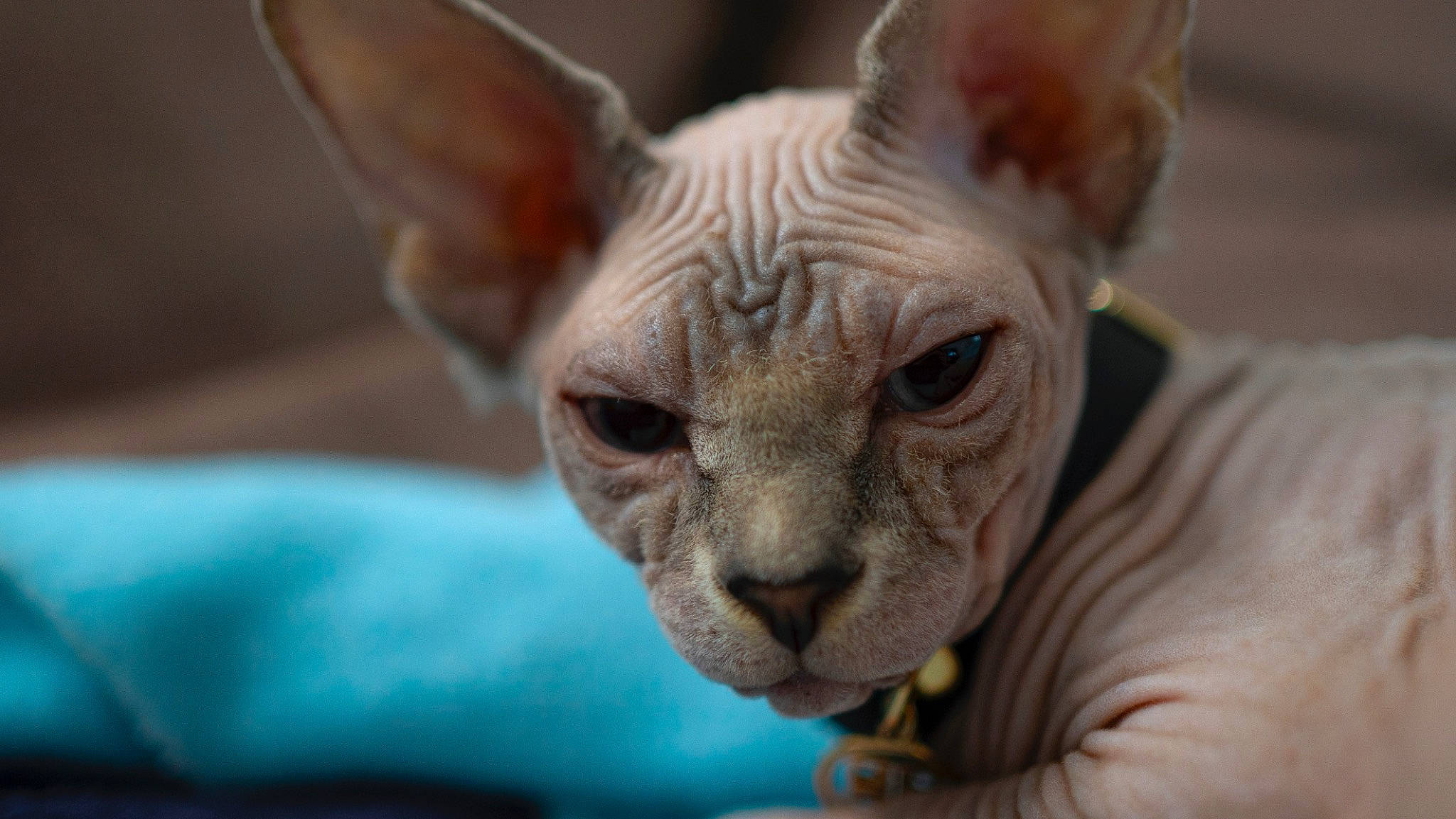 Beerus a rejoint le concours — aidez-le/la à gagner de superbes lots ! carnivore, donskoy, ear, fawn, felidae, fur, horn, indian_rhinoceros, peterbald, snout, sphynx, terrestrial_animal, whiskers, wildlife, wrinkle