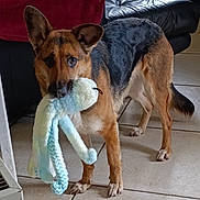 Siya participe au concours pour gagner de l'argent avec cette photo : animal, black_coat, blanket, brown_dog, canine, cute, dog, domestic, ears_up, floor, furniture, german_shepherd, indoor, living_room, octopus_toy, pet, playful, stuffed_toy, tile_floor, toy_in_mouth