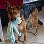 animal, black_coat, blanket, brown_dog, canine, cute, dog, domestic, ears_up, floor, furniture, german_shepherd, indoor, living_room, octopus_toy, pet, playful, stuffed_toy, tile_floor, toy_in_mouth