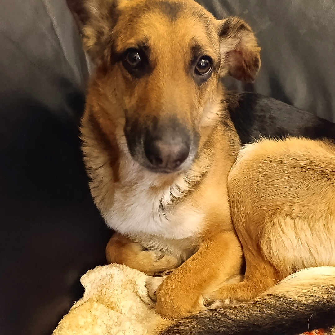 Siya a rejoint le concours — aidez-le/la à gagner de superbes lots ! animal, black_fur, blanket, brown_fur, canine, closeup, companion, couch, cozy, dog, ears, fur, home, indoor, looking, pet, portrait, relaxed, resting, tail