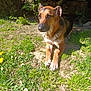 Siya a rejoint le concours — aidez-le/la à gagner de superbes lots ! animal, black, brown, canine, daisy, daylight, dog, flower, fur, garden, grass, greenery, mammal, nature, outdoor, paw, peaceful, pet, resting, sunlight