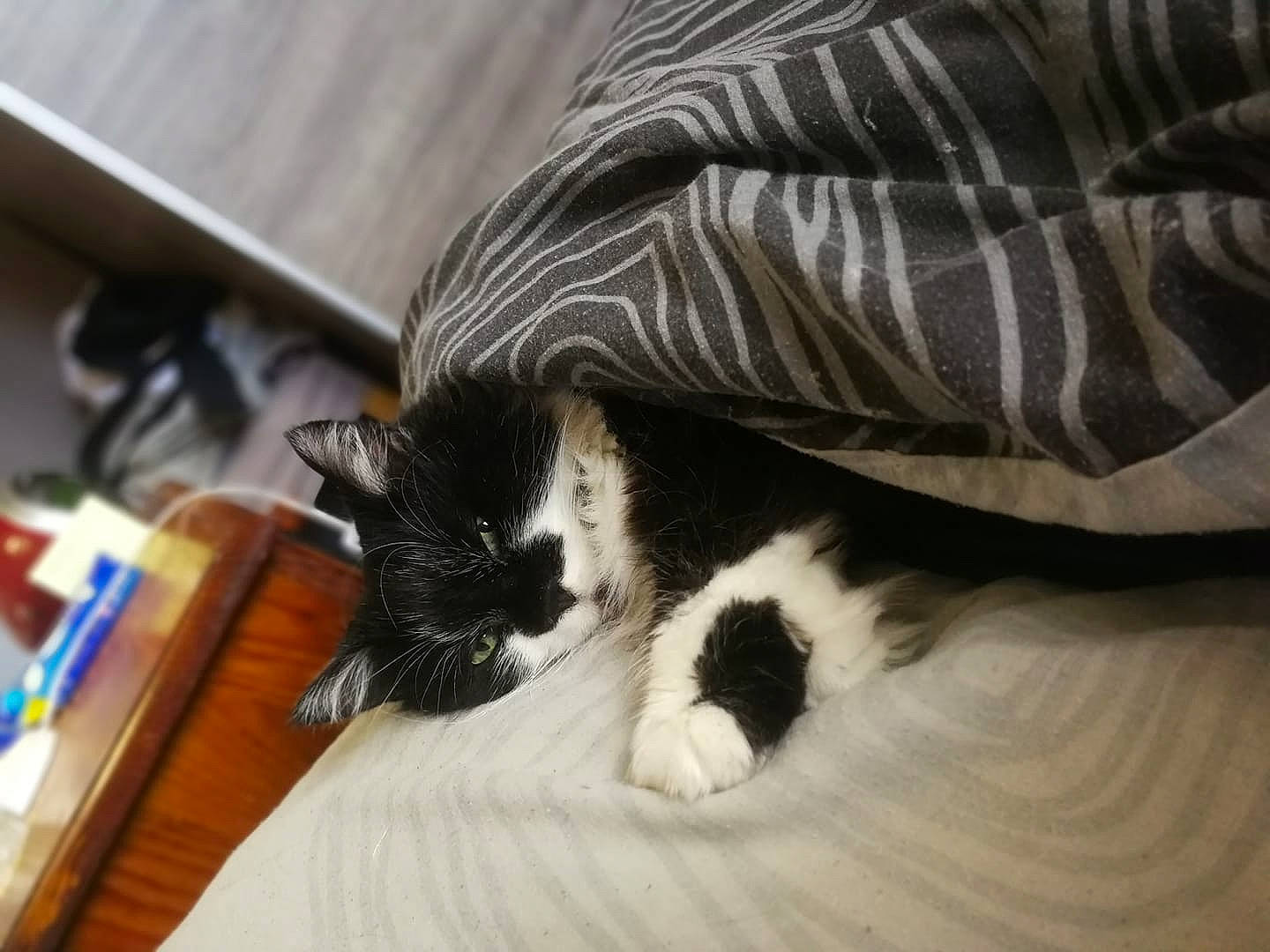 Miquette participe au concours pour gagner de l'argent avec cette photo : canidae, carnivore, cat, claw, comfort, domestic_short_haired_cat, felidae, flooring, fur, hardwood, room, small_to_medium_sized_cats, sporting_group, tail, textile, whiskers, wood