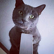 Colt joined the competition — help win amazing prizes! cat, gray_cat, indoor, close_up, pet, animal, curious, green_eyes, whiskers, feline, domestic_cat, looking_up, wooden_edge, texture, wall, ears, portrait, cute, fur, mammal