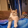 Noelle joined the competition — help win amazing prizes! cat, fluffy, indoor, blanket, blue_blanket, couch, curtains, starry_curtains, relaxed, paws, pet, feline, cozy, home, animal, mammal, fur, whiskers, ears, window