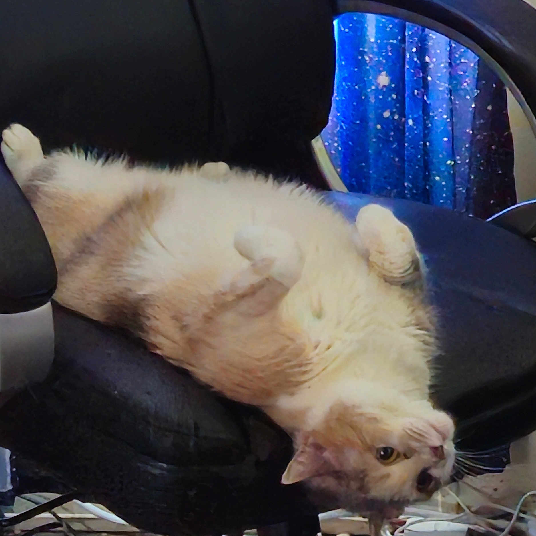 Noelle joined the competition — help win amazing prizes! cat, fluffy, upside_down, office_chair, black_chair, curtains, blue_curtains, indoor, pet, fur, relaxed, cables, floor, feline, cute, animal, domestic, whiskers, playful, comfortable
