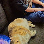 Noelle joined the competition — help win amazing prizes! person, cat, couch, blanket, indoor, relaxed, fluffy_cat, young_person, sitting, casual_clothing, brown_hair, blue_pants, black_shirt, furniture, pet, cozy, comfort, looking_away, animal, resting