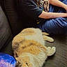 person, cat, couch, blanket, indoor, relaxed, fluffy_cat, young_person, sitting, casual_clothing, brown_hair, blue_pants, black_shirt, furniture, pet, cozy, comfort, looking_away, animal, resting