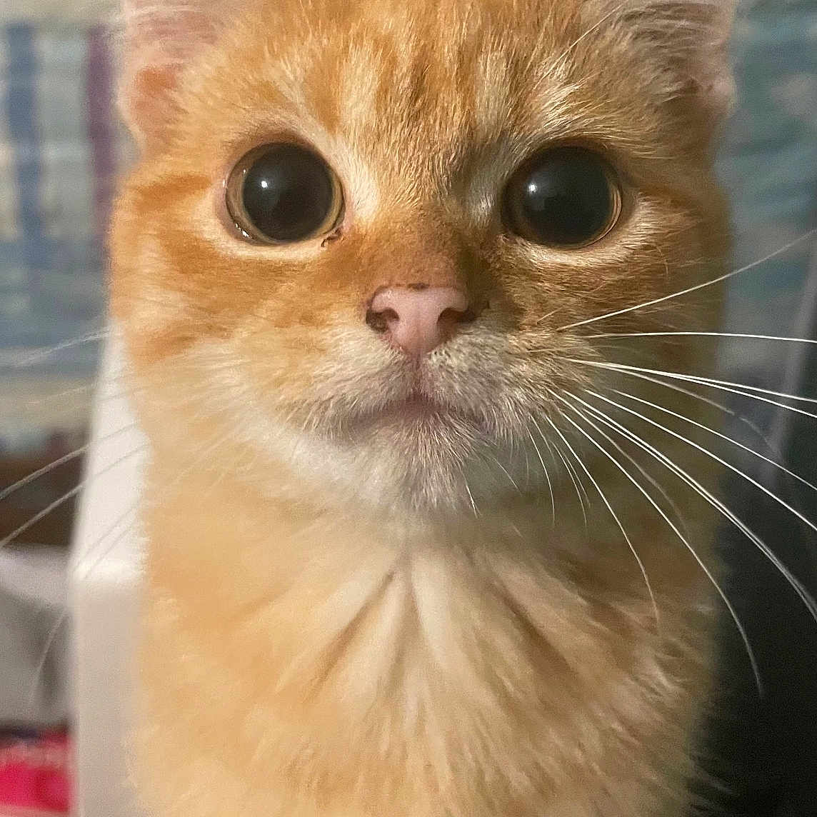 Pantoufle