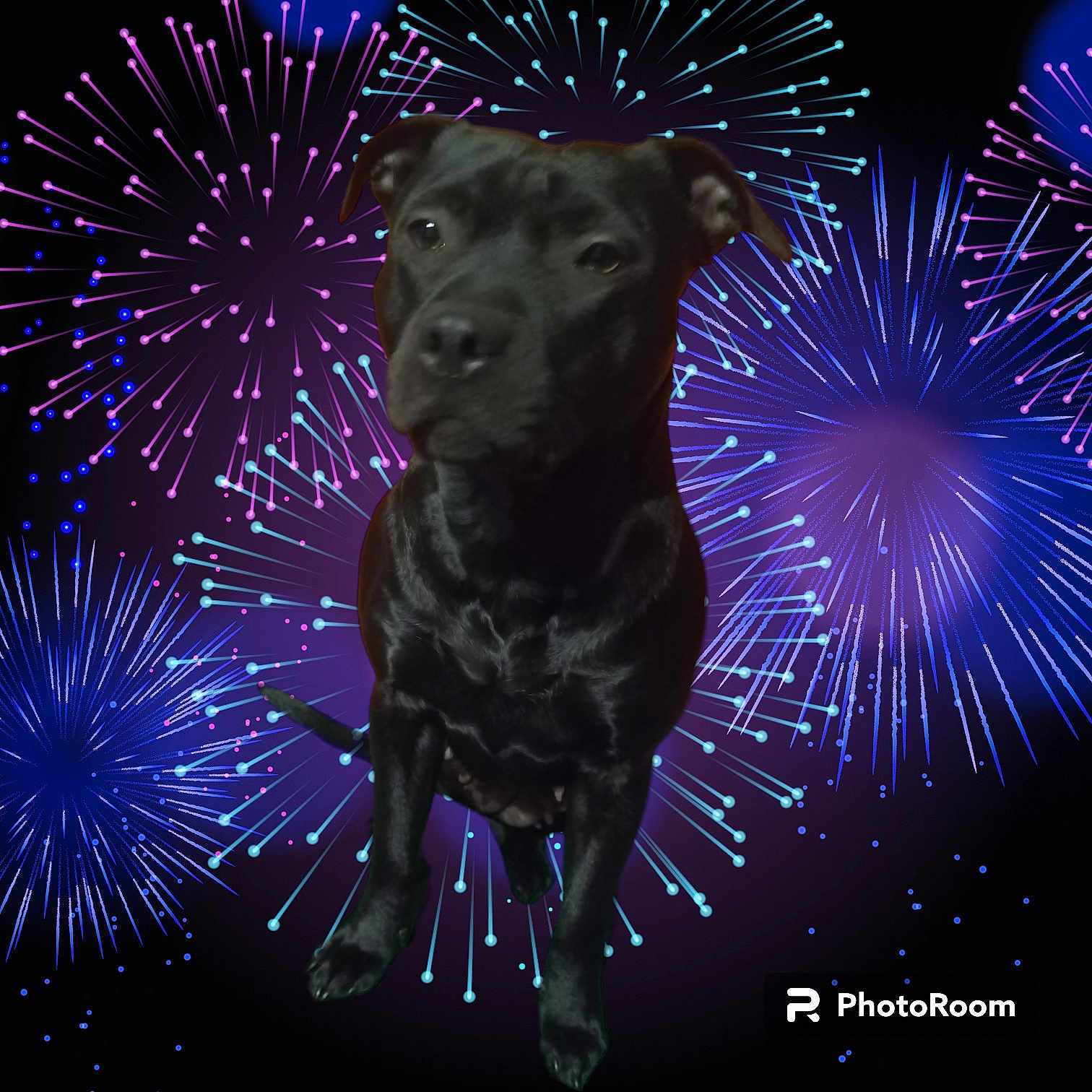 Saphir a rejoint le concours — aidez-le/la à gagner de superbes lots ! animal, bulldog, canine, dog, envelope, fireworks, greetingcard, labradorretriever, laser, light, lighting, mail, nature, night, outdoors, pet, puppy, purple, snout, starrysky
