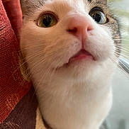 Malcolm joined the competition — help win amazing prizes! animal, brown_fur, cat, close_up, curious, curtain, expression, face, feline, fur, heterochromia, indoor, pet, pink_nose, portrait, soft_light, texture, whiskers, white_fur, window