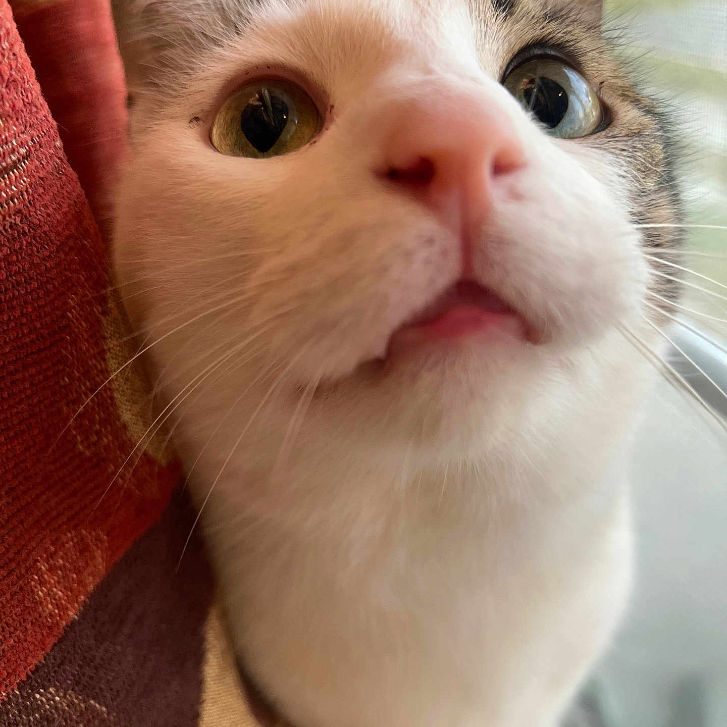 Malcolm