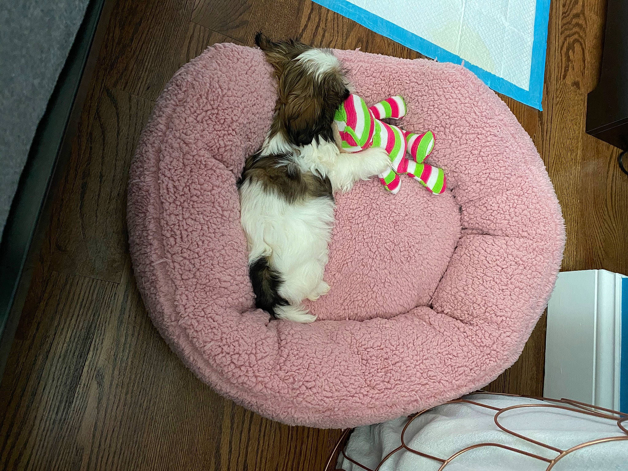 Kenzie joined the competition — help win amazing prizes! canidae, carnivore, cat, companion_dog, dog, dog_breed, felidae, mammal, petit_basset_griffon_vendeen, puppy, shih_tzu, small_to_medium_sized_cats, sporting_group, toy_dog, vertebrate