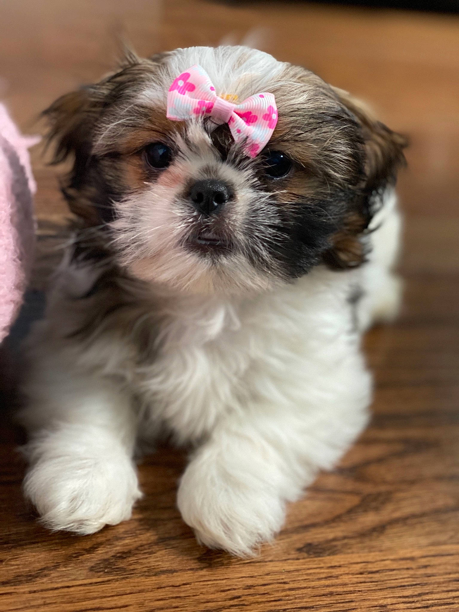 Kenzie is registered to the contest to win money with this photo: bolonka, canidae, carnivore, chinese_imperial_dog, companion_dog, dog, dog_breed, kyi_leo, lhasa_apso, lowchen, mal_shi, maltepoo, mammal, morkie, pekapoo, puppy, shih_poo, shih_tzu, snout, vertebrate