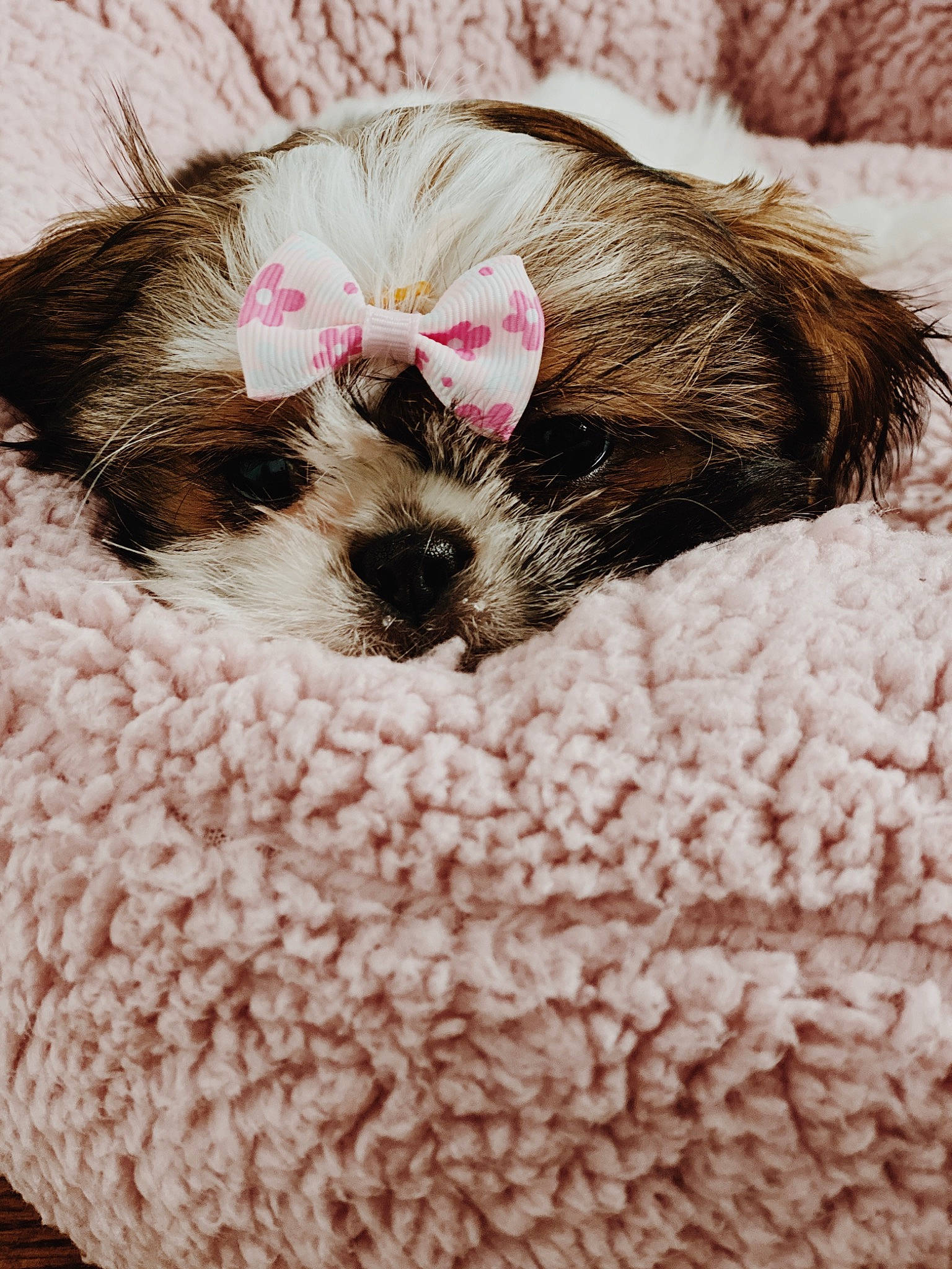 Kenzie joined the competition — help win amazing prizes! canidae, carnivore, chinese_imperial_dog, cockapoo, companion_dog, dog, dog_breed, fur, havanese, mal_shi, morkie, petit_basset_griffon_vendeen, puppy, puppy_love, schnoodle, shih_poo, shih_tzu, snout, spanish_water_dog, toy_dog