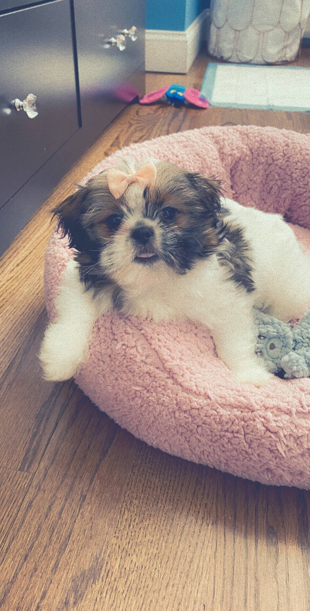 Kenzie is registered to the contest to win money with this photo: canidae, carnivore, chinese_imperial_dog, companion_dog, dog, dog_breed, kyi_leo, lhasa_apso, mal_shi, maltepoo, mammal, morkie, non_sporting_group, pekapoo, puppy, schnoodle, shih_poo, shih_tzu, toy_dog, vertebrate