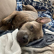 Apollo joined the competition — help win amazing prizes! animal, blanket, brown, canine, comfort, couch, cozy, dog, ears, expression, fur, home, indoor, laying, pet, relaxed, resting, sleepy, snuggle, soft