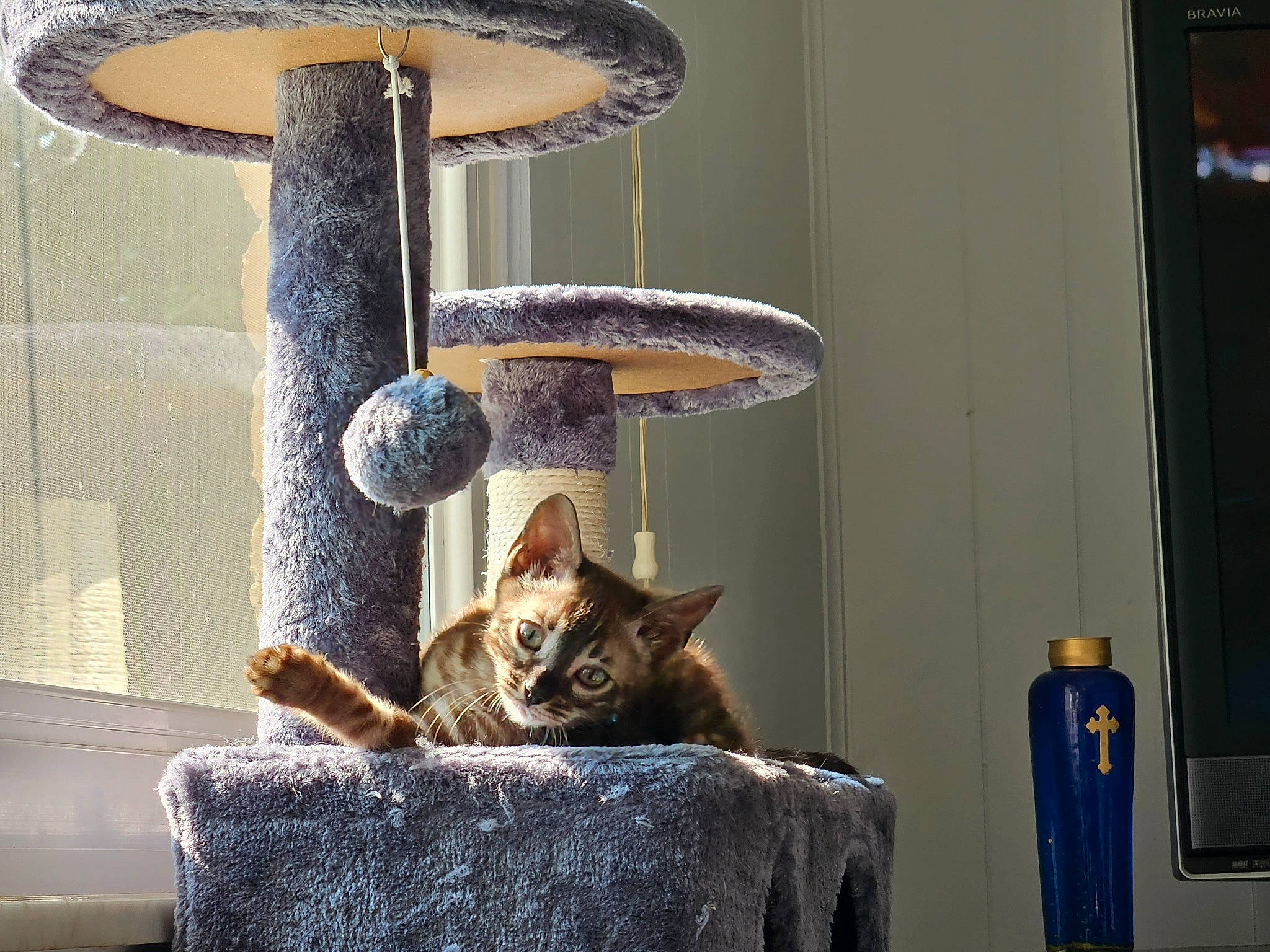 Jasper is registered to the contest to win money with this photo: carnivore, cat, cat_supply, domestic_short_haired_cat, felidae, grey, interior_design, light, metal, oval, pet_supply, room, shelf, shelving, small_to_medium_sized_cats, tail, tap, whiskers, window, wood