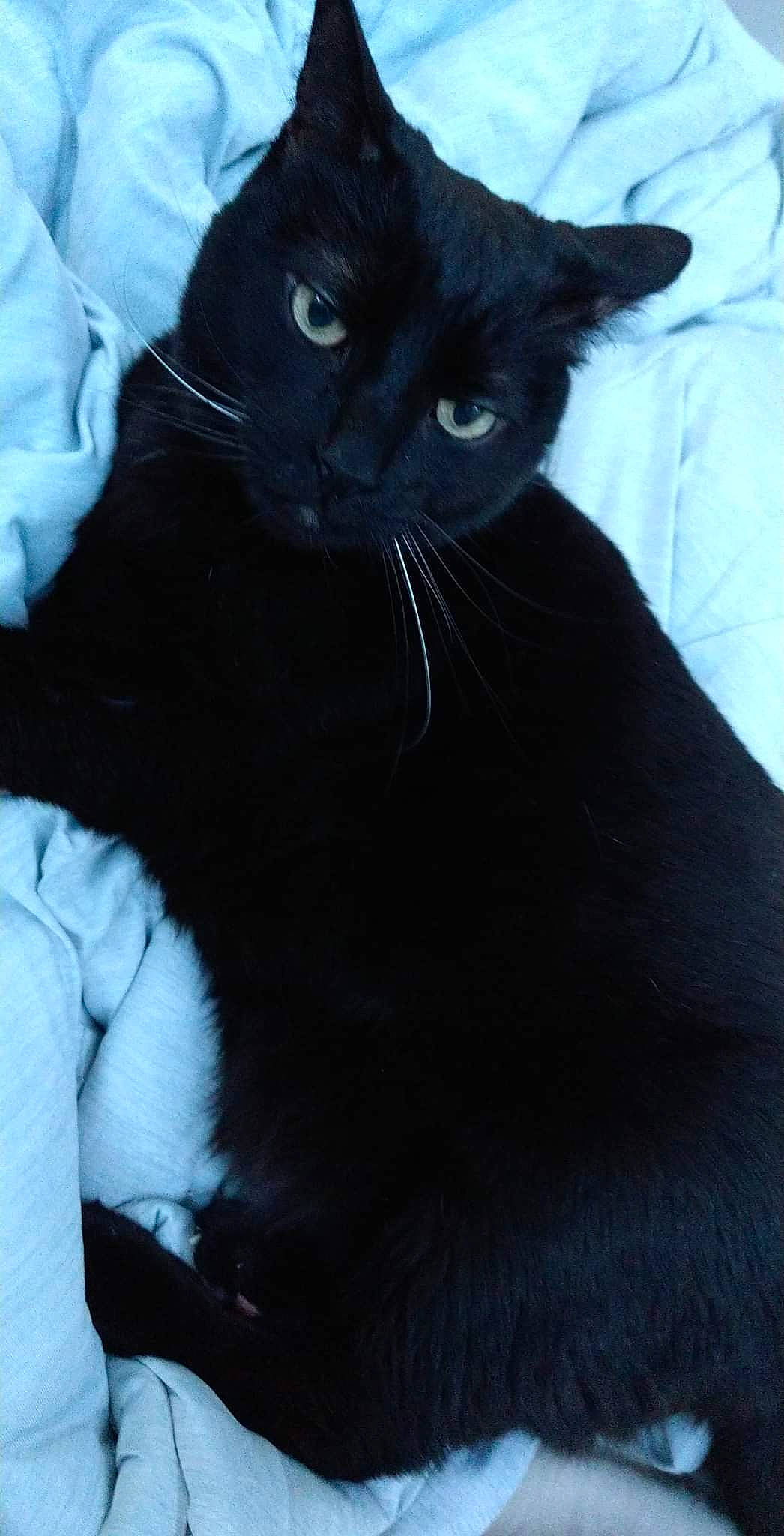 Salem joined the competition — help win amazing prizes! black, black_cat, carnivore, cat, comfort, domestic_short_haired_cat, electric_blue, felidae, fur, grey, iris, small_to_medium_sized_cats, snout, tail, terrestrial_animal, whiskers