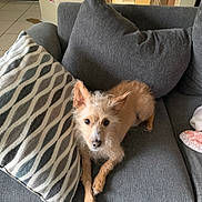 Buddy joined the competition — help win amazing prizes! dog, couch, pillow, indoor, pet, fur, small_dog, cozy, relaxed, living_room, floor, curious, resting, canine, domestic_animal, furniture, home, animal, companion, cute