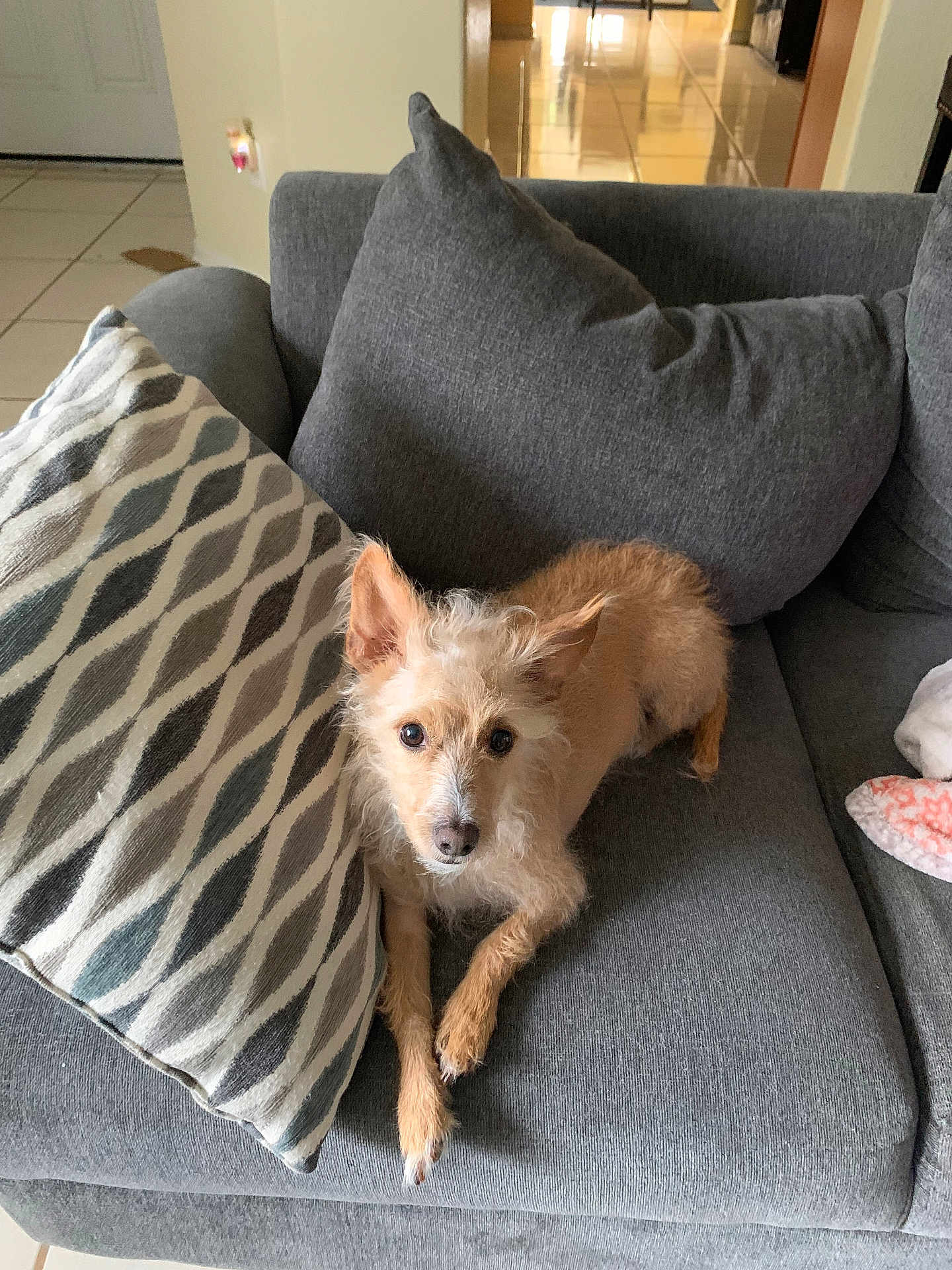 Buddy joined the competition — help win amazing prizes! dog, couch, pillow, indoor, pet, fur, small_dog, cozy, relaxed, living_room, floor, curious, resting, canine, domestic_animal, furniture, home, animal, companion, cute