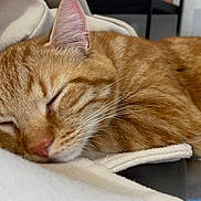 Ginger a rejoint le concours — aidez-le/la à gagner de superbes lots ! abyssinian, animal, blanket, cat, citrusfruit, couch, food, fruit, furniture, kitten, manx, orange, person, pet, plant, produce, sleeping