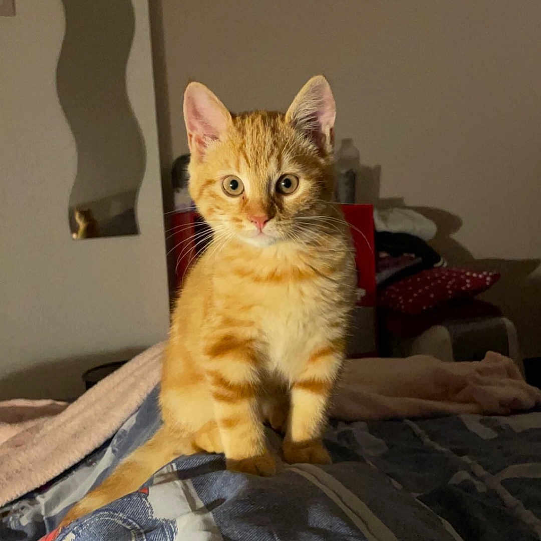 Ginger participe au concours pour gagner de l'argent avec cette photo : abyssinian, animal, bed, bedroom, blanket, cat, clothing, cushion, face, furniture, head, homedecor, indoors, kitten, manx, pants, person, pet, quilt, room