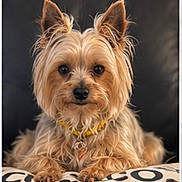 Molly is registered to the contest to win money with this photo: black_nose, collar, cushion, cute, dark_background, dog, fluffy, groomed, indoors, long_hair, paws, pet, portrait, sitting, small_dog, studio_lighting, tag, tan_fur, terrier, yorkshire_terrier