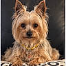black_nose, collar, cushion, cute, dark_background, dog, fluffy, groomed, indoors, long_hair, paws, pet, portrait, sitting, small_dog, studio_lighting, tag, tan_fur, terrier, yorkshire_terrier