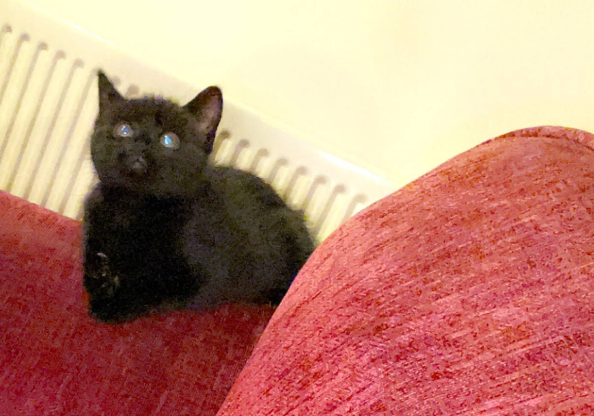 Luna is registered to the contest to win money with this photo: black_cat, bombay, carnivore, cat, cat_supply, comfort, domestic_short_haired_cat, felidae, fur, sitting, small_to_medium_sized_cats, snout, tail, terrestrial_animal, whiskers