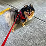 animal, canine, concrete, cute, dog, fluffy, fur, happy, leash, outdoor, paw, pet, pomeranian, red_harness, sidewalk, small_dog, tail, tongue_out, walking, yellow_lines