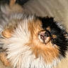 adorable, animal, closeup, cozy, cute, dog, face, fluffy, fur, indoor, lying_down, mammal, nose, pet, pomeranian, relaxed, resting, sleeping, small_dog, whiskers
