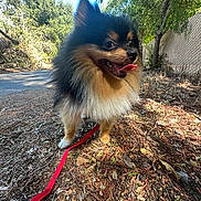 Chucky joined the competition — help win amazing prizes! animal, daylight, dog, forest, furry, ground, happy, leash, leaves, nature, outdoor, path, pet, pomeranian, sky, small_dog, sunlight, tongue_out, trees, walking