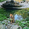 dog, canine, animal, outdoors, forest, woodland, nature, stream, pond, water, reflection, rocks, rock_formation, moss, greenery, leaves, wilderness, landscape, standing, happy