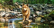 Volt participe au concours pour gagner de l'argent avec cette photo : dog, golden_dog, forest, stream, river, rocks, water, nature, outdoors, woodland, trees, sunlight, reflection, animal, fur, standing, portrait, wilderness, greenery, scenic