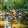 dog, golden_dog, forest, stream, river, rocks, water, nature, outdoors, woodland, trees, sunlight, reflection, animal, fur, standing, portrait, wilderness, greenery, scenic