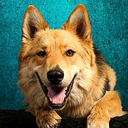 Volt a rejoint le concours — aidez-le/la à gagner de superbes lots ! dog, golden_fur, portrait, close_up, smiling, tongue_out, open_mouth, pointed_ears, brown_eyes, black_nose, fluffy, long_fur, lying_down, front_paws, black_cushion, teal_background, studio_lighting, pet, happy, animal