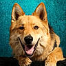 dog, golden_fur, portrait, close_up, smiling, tongue_out, open_mouth, pointed_ears, brown_eyes, black_nose, fluffy, long_fur, lying_down, front_paws, black_cushion, teal_background, studio_lighting, pet, happy, animal