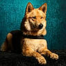 dog, canine, pet, portrait, golden_fur, pointed_ears, harness, lying_down, front_paws, black_blanket, teal_background, studio_photo, animal, mammal, domestic_animal, fluffy, alert, calm, close_up, dramatic_lighting
