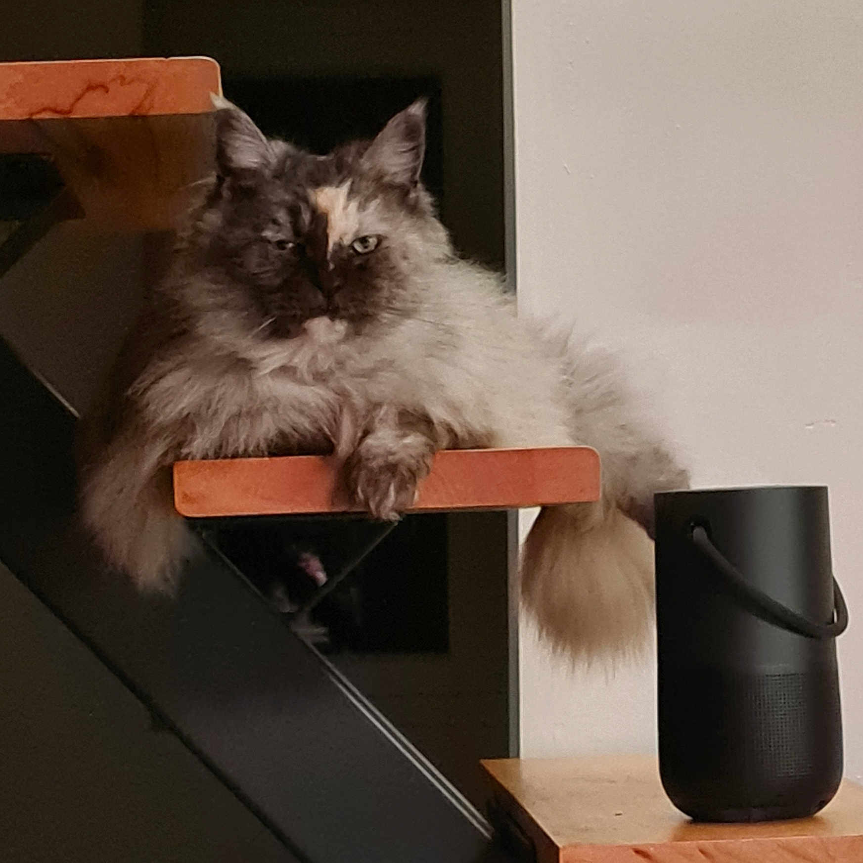 Lou