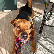 Vénom a rejoint le concours — aidez-le/la à gagner de superbes lots ! dog, rope_toy, playing, indoor, sunlight, carpet, floor, furniture, pet, canine, brown_dog, black_dog, toy, animal, home, shadow, paw, mouth, chewing, bright_light