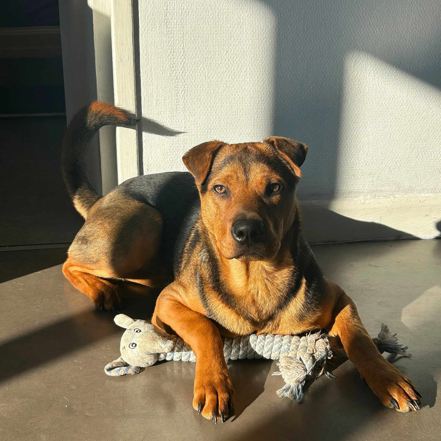 Vénom a rejoint le concours — aidez-le/la à gagner de superbes lots ! dog, pet, indoor, sunlight, shadow, floor, toy, rope_toy, brown_fur, black_fur, animal_face_toy, relaxed, laying_down, paw, ears, nose, tail, light_and_shadow, domestic_animal, companion